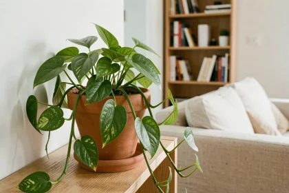 Plante pothos dans un pot en terre cuite sur une étagère en bois dans un salon scandinave moderne, purification naturelle de l'air intérieur